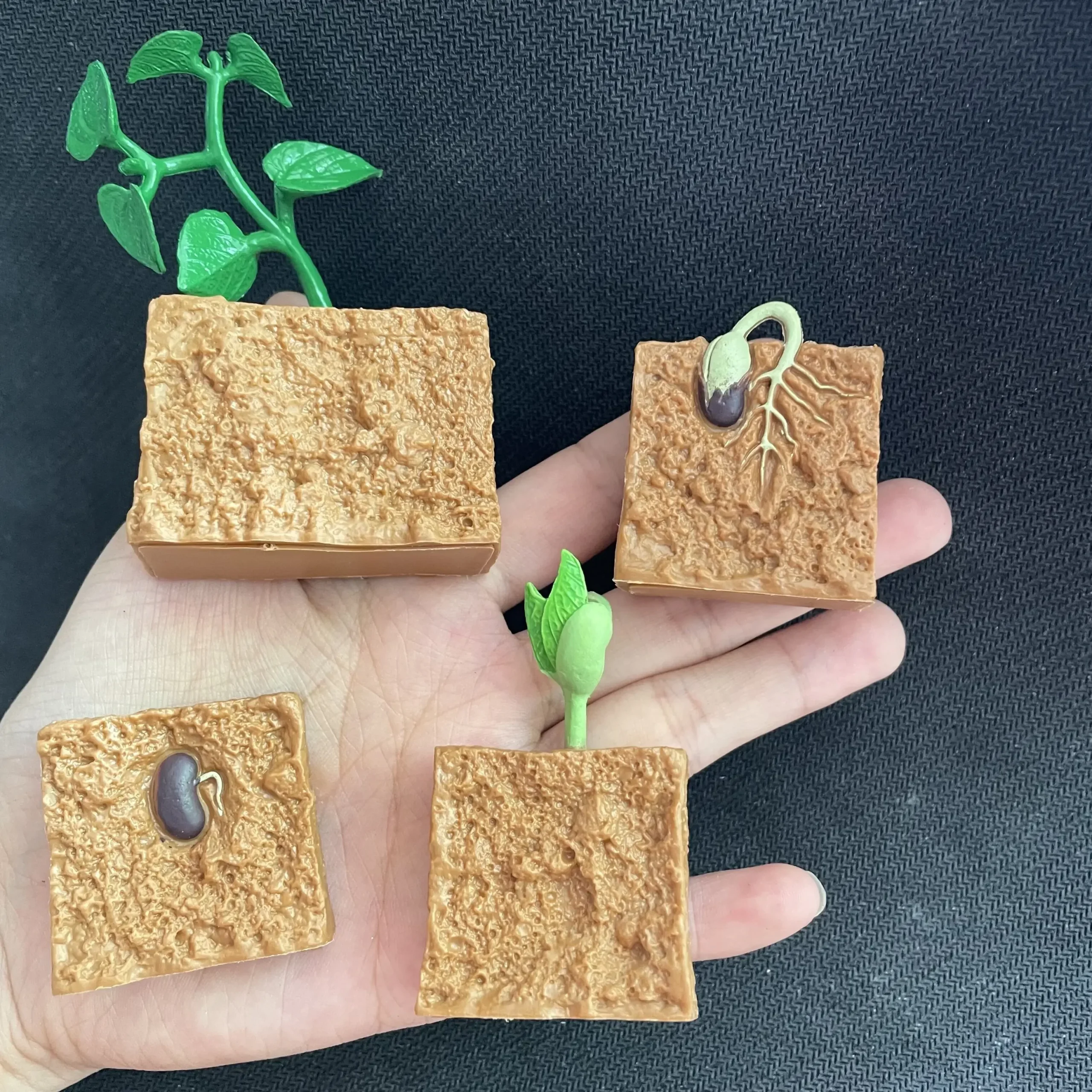 Modelo de Ciclo de Crescimento de Animais e Plantas para Brinquedo - Imagem 6