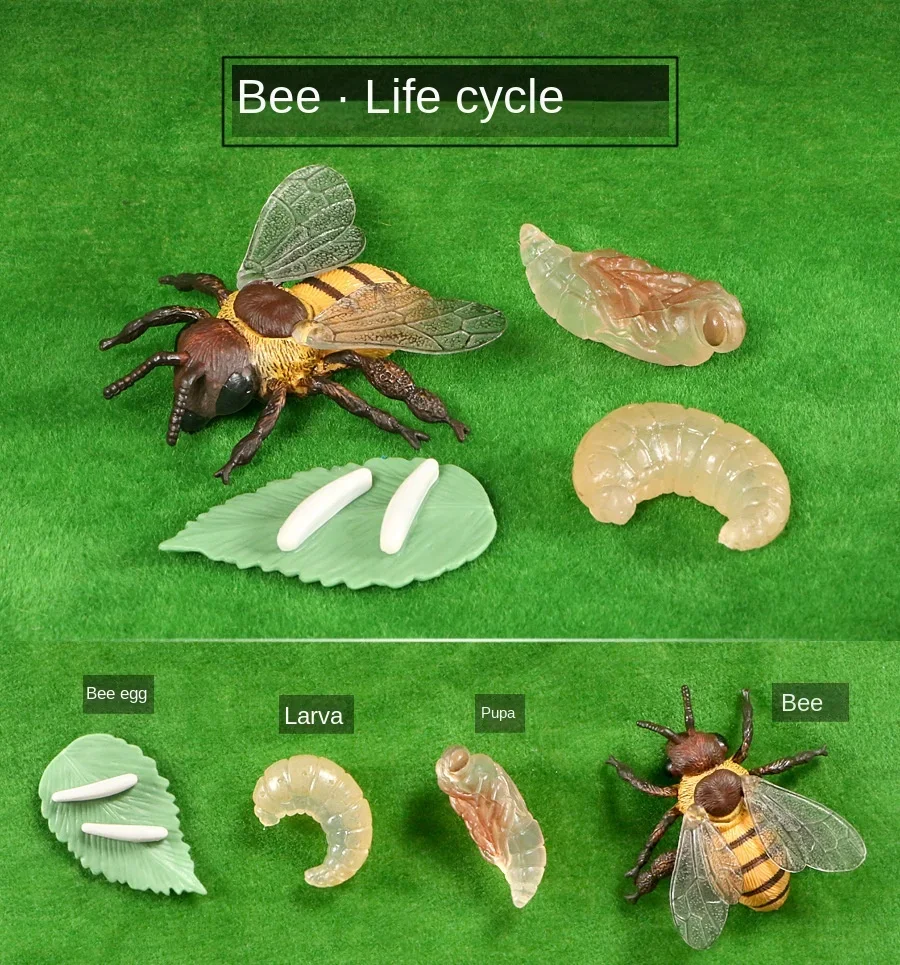 Modelo de Ciclo de Crescimento de Animais e Plantas para Brinquedo - Imagem 10