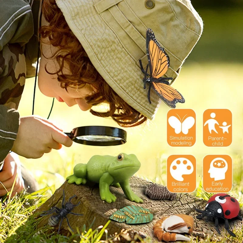 Modelo de Ciclo de Crescimento de Animais e Plantas para Brinquedo - Imagem 2