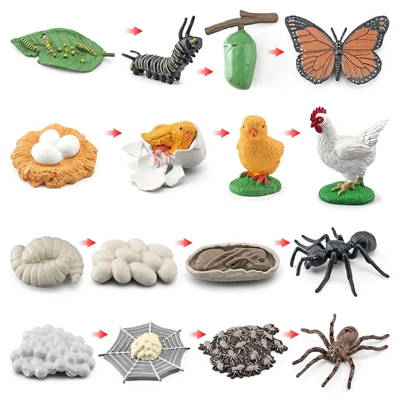 Modelo de Ciclo de Crescimento de Animais e Plantas para Brinquedo - Imagem 7