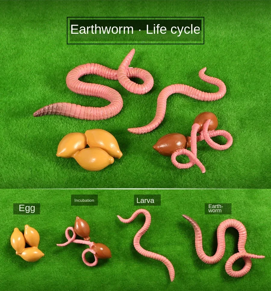 Modelo de Ciclo de Crescimento de Animais e Plantas para Brinquedo - Imagem 13