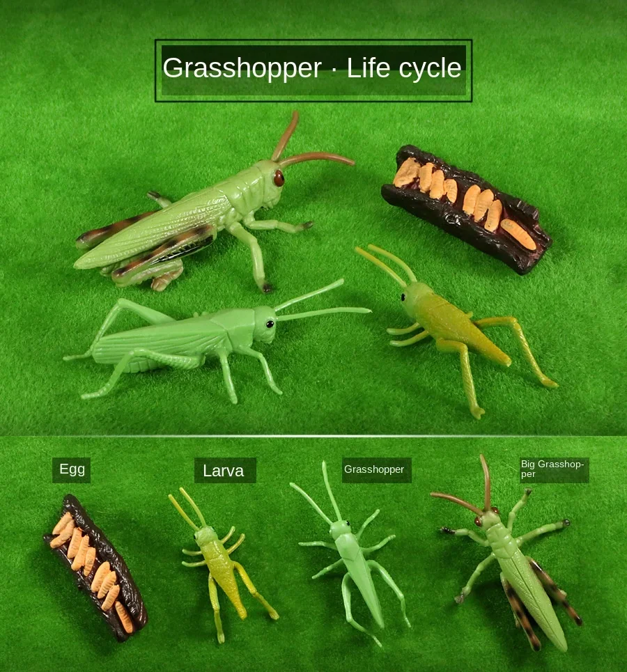 Modelo de Ciclo de Crescimento de Animais e Plantas para Brinquedo - Imagem 12
