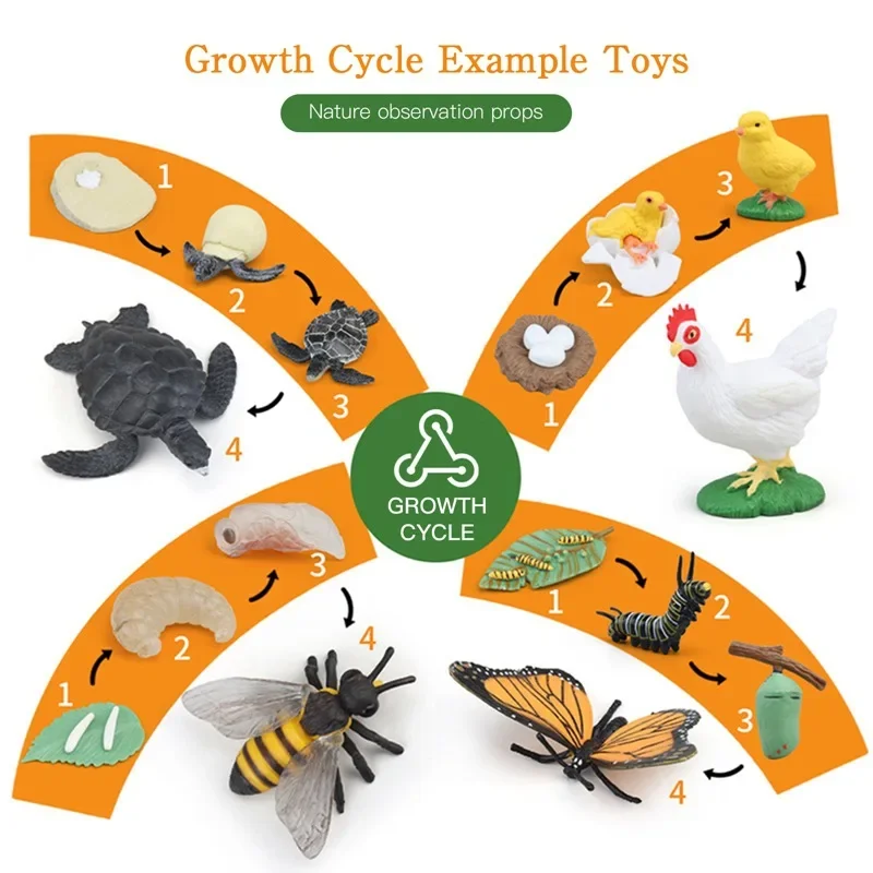 Modelo de Ciclo de Crescimento de Animais e Plantas para Brinquedo - Imagem 3