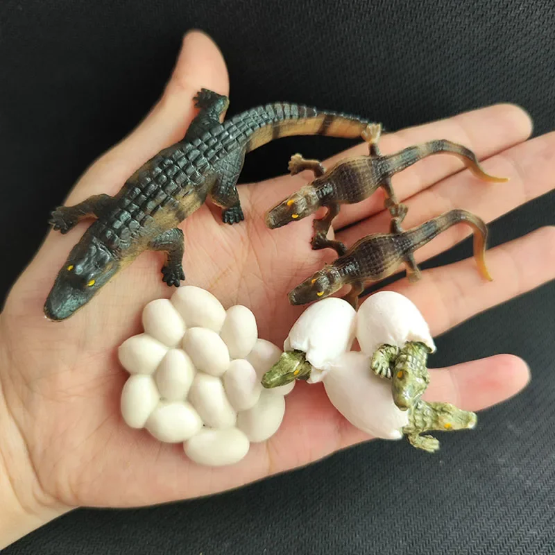 Modelo de Ciclo de Crescimento de Animais e Plantas para Brinquedo - Imagem 18