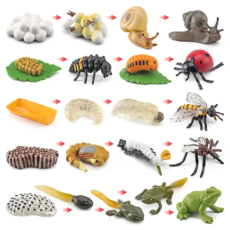 Modelo de Ciclo de Crescimento de Animais e Plantas para Brinquedo - Imagem 5