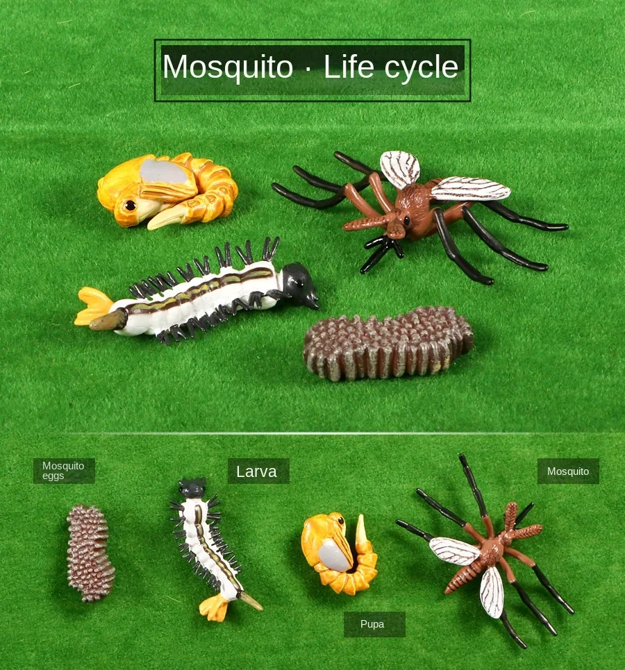Modelo de Ciclo de Crescimento de Animais e Plantas para Brinquedo - Imagem 11