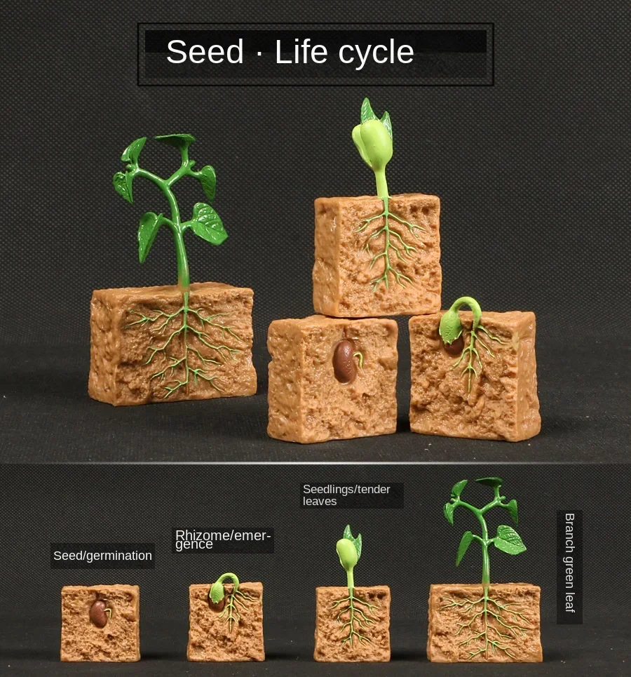 Modelo de Ciclo de Crescimento de Animais e Plantas para Brinquedo - Imagem 17
