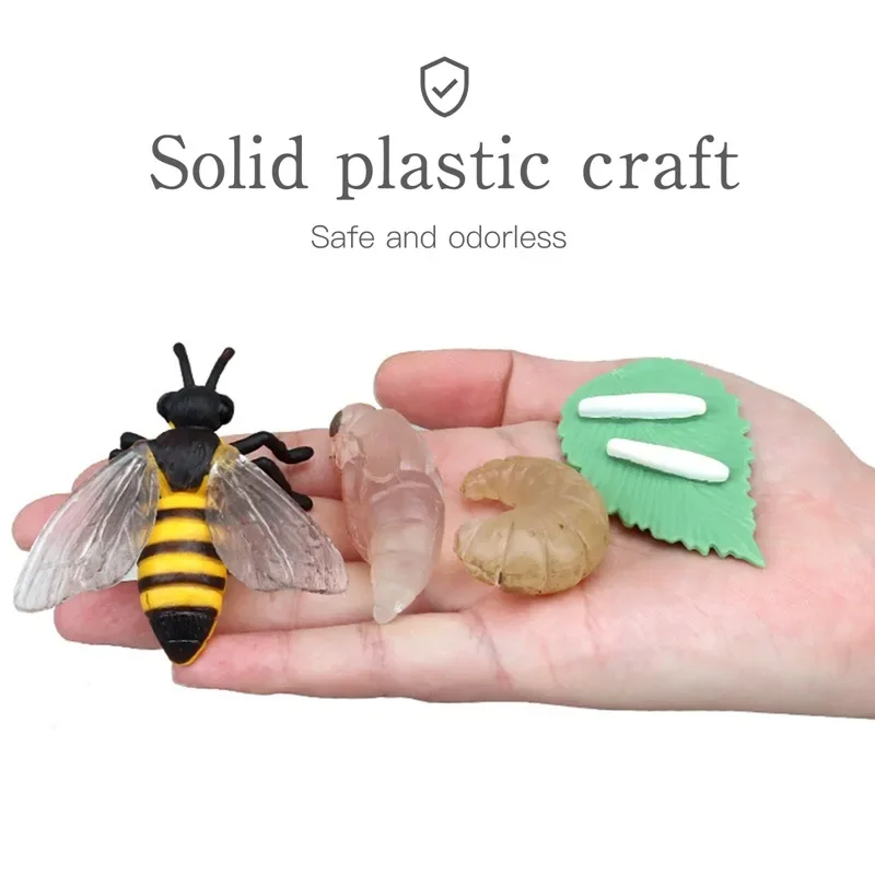 Modelo de Ciclo de Crescimento de Animais e Plantas para Brinquedo - Imagem 4