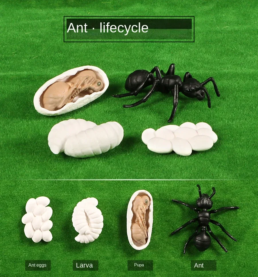 Modelo de Ciclo de Crescimento de Animais e Plantas para Brinquedo - Imagem 9