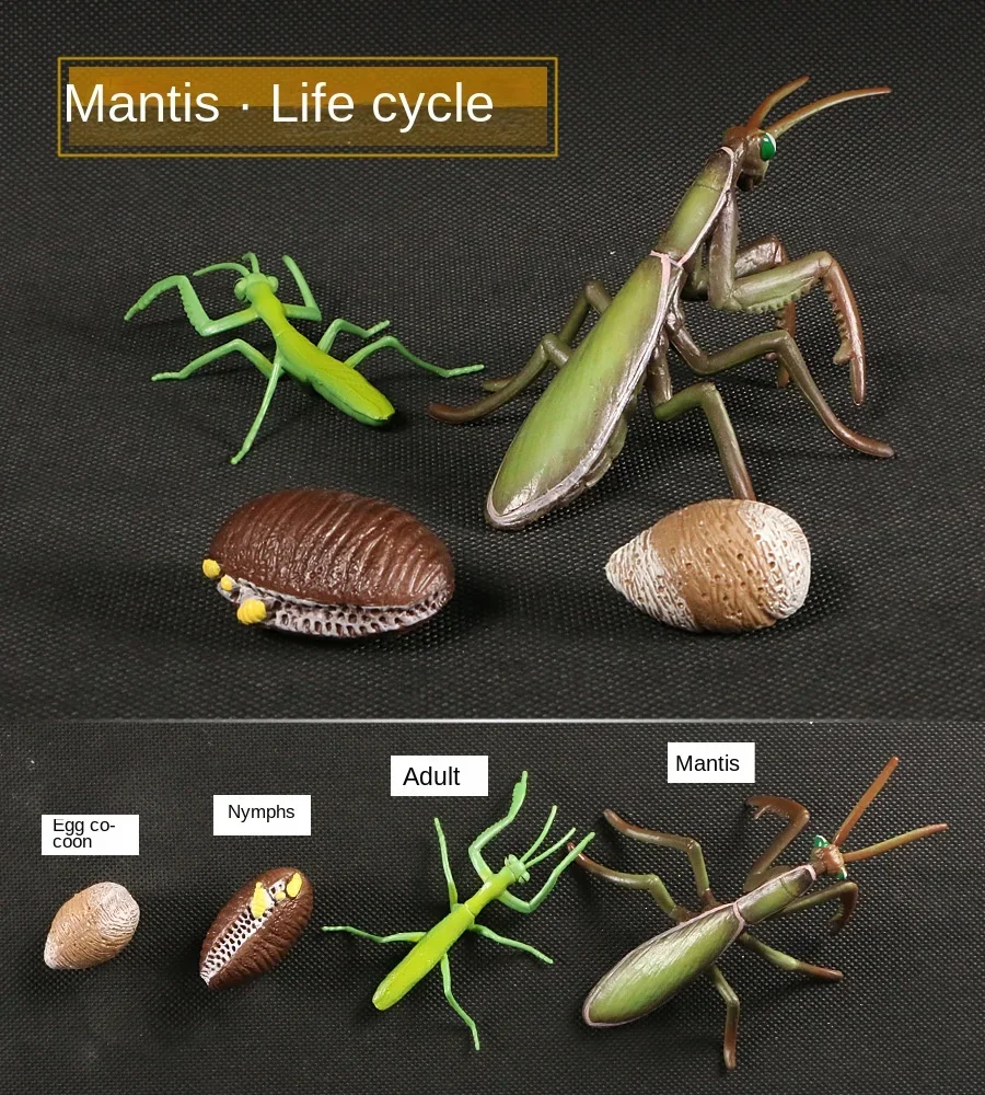 Modelo de Ciclo de Crescimento de Animais e Plantas para Brinquedo - Imagem 16