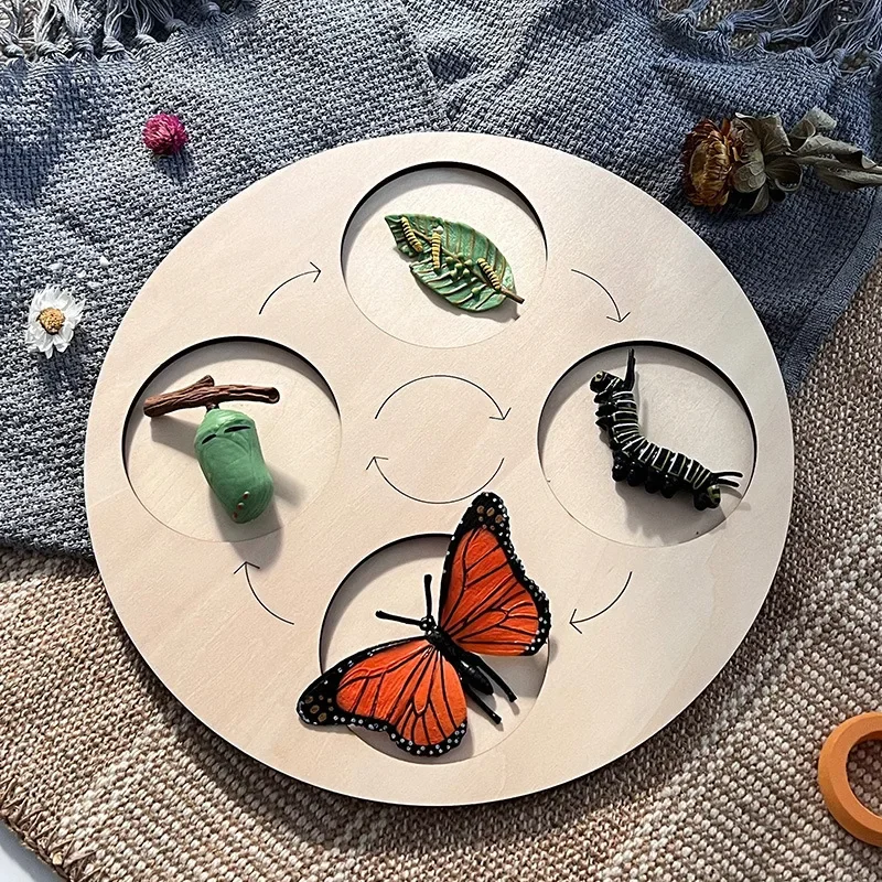 Modelo de Ciclo de Crescimento de Animais e Plantas para Brinquedo - Imagem 8