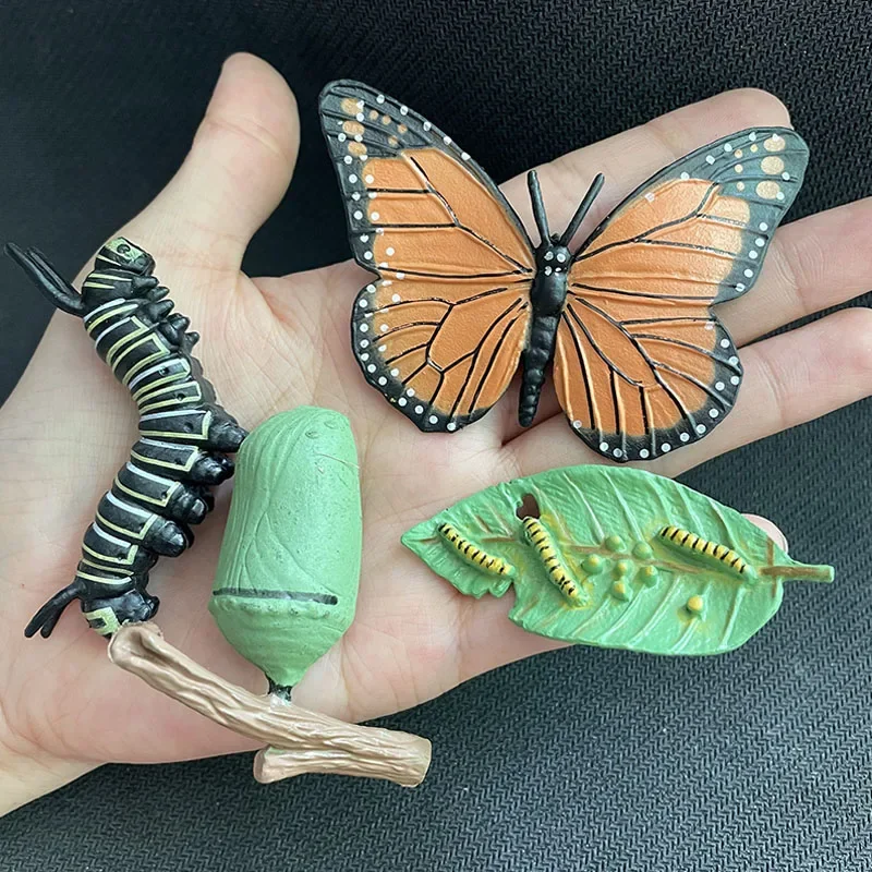 Modelo de Ciclo de Crescimento de Animais e Plantas para Brinquedo - Imagem 14