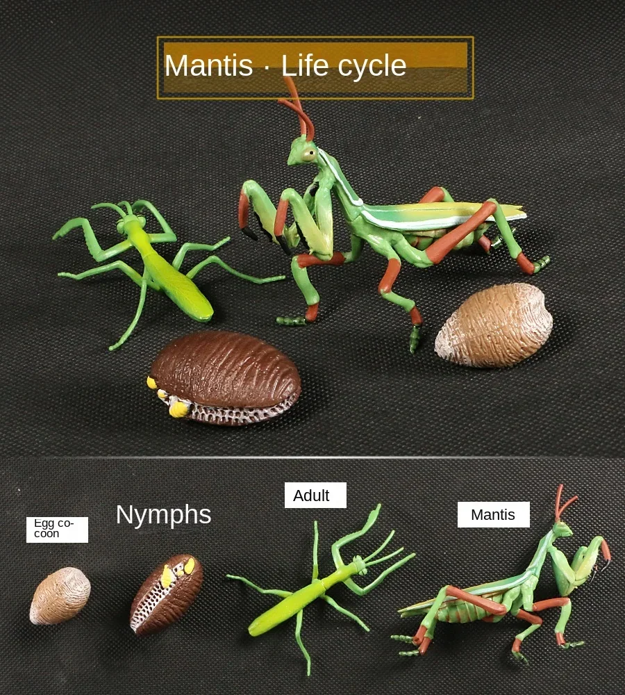 Modelo de Ciclo de Crescimento de Animais e Plantas para Brinquedo - Imagem 15